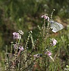 Vřesovec (Erica tetralix) v Mierzeja Sarbska