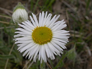 <i>Erigeron ochroleucus</i> Species of flowering plant