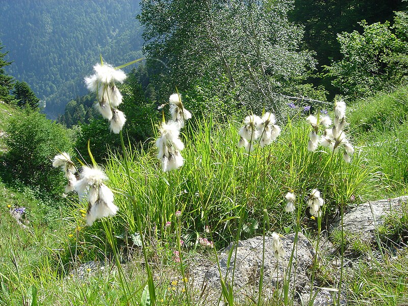 File:Eriophorum angustifolium 3.jpg