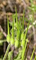 大牻牛儿苗果实 (Erodium botrys)