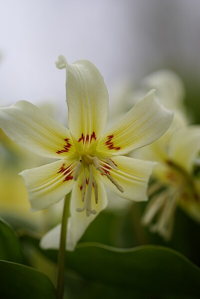 File:Erythronium oregonum 01.JPG