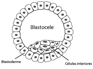 Esquema de blastocele.jpg