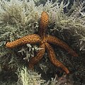 * Nomination Mediterranean red sea star (Echinaster sepositus), Arrábida Natural Park, Portugal --Poco a poco 07:40, 25 September 2021 (UTC) * Promotion  Support Good quality. --Carsten Steger 06:56, 26 September 2021 (UTC)