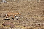 Thumbnail for File:Ethiopian Wolf (16339668482).jpg