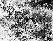 Ethiopians transporting supplies by camel through vegetation, 22 January 1941 (Photographer: FE Palmer, No 1 Army Film & Photographic Unit). Ethiopian camel troops.jpg