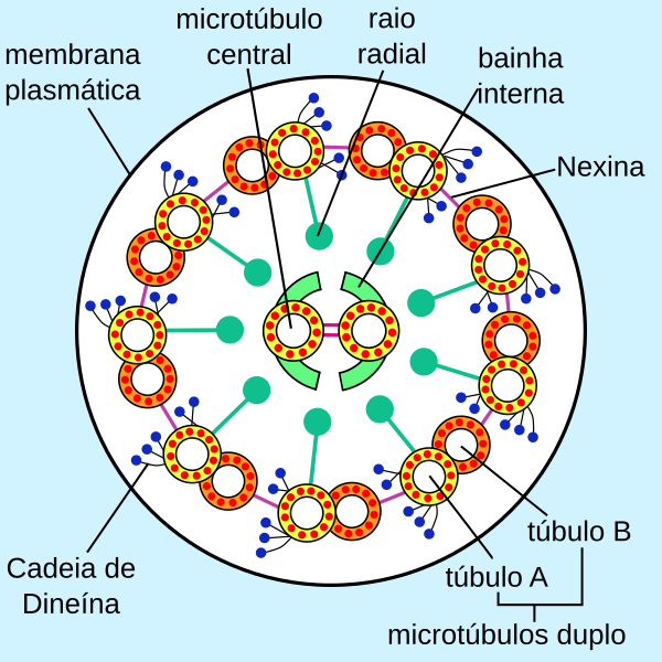 File:Eukaryotic flagellum-pt.svg