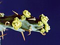 Euphorbia graciliramea (Blüte)