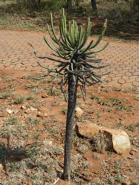 File:Euphorbia sekukuniensis, Pretoria NBT.jpg