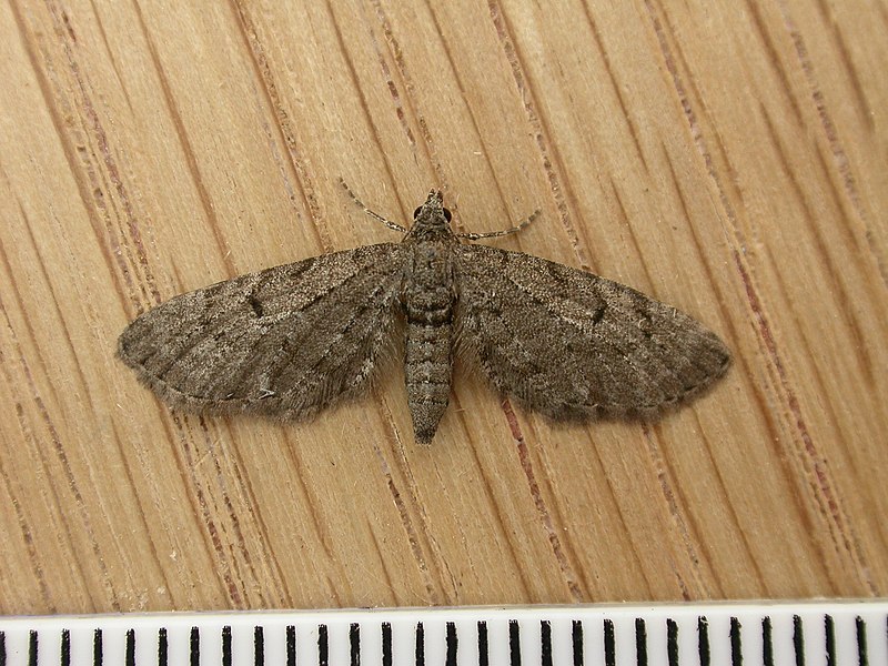 File:Eupithecia intricata (7348946952).jpg