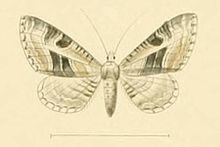 Eupithecia scalptata.JPG 