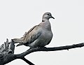 Eurasian Collared Dove (Streptopelia decaocto) at Sultanpur I Picture 025.jpg