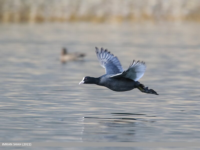 File:Eurasian Coot (Fulica atra) (53619029548).jpg