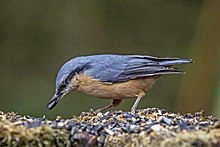 Eating seeds in Hungary Eurasian nuthatch (Sitta europaea caesia).jpg