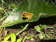 Executioner Clownfrog imported from iNaturalist photo 58433450 on 27 January 2022.jpg