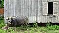 Facade with Water Buffalo - 16 x 9 Photo - Stung Treng - Cambodia (48428861801).jpg