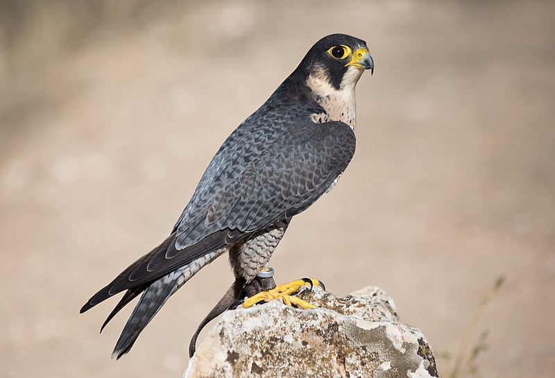 Fitxer:Falco peregrinus - 01.jpg