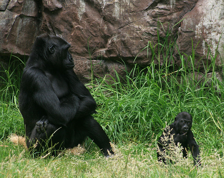 File:Female gorilla with 8 months old baby boy gorilla in SF zoo.jpg