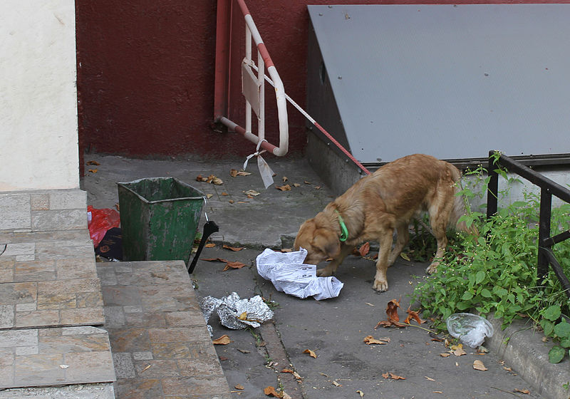 File:Feral dog eating from trash bin in Moscow 04.jpg