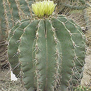 Ferocactus sp. (Cactaceae)