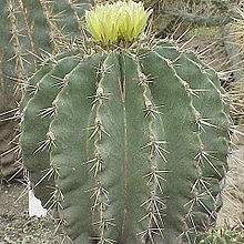 NParks  Ferocactus herrerae