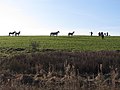 Fields and horses near Llanmihangel - geograph.org.uk - 2764664.jpg