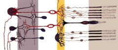 Стапчеста клетка - Напречен пресек на мрежницата. Стапчињата се наоѓаат најдесно.
