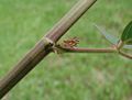 Flickr - João de Deus Medeiros - Desmodium discolor (2).jpg