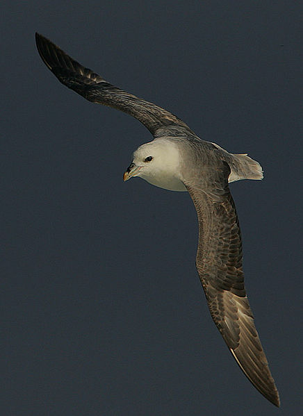 File:Flickr - Rainbirder - The Storm Pilot.jpg