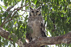 Flickr - don macauley - Verrauxs Eagle Owl.jpg