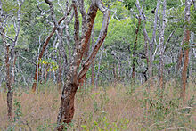 The park's miombo woodlands, 2011 Flickr - ggallice - Miombo woodland.jpg