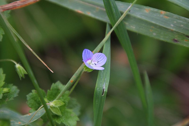 File:Flora della Sardegna 226 (04).JPG