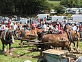 Foire aux oiseaux de 2008 : le manège des chevaux pendant le battage à l'ancienne.