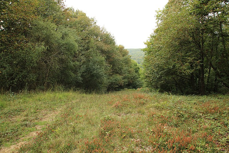 File:Forêt Départementale de Méridon à Chevreuse le 29 septembre 2017 - 59.jpg
