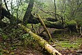 尾之間歩道の森