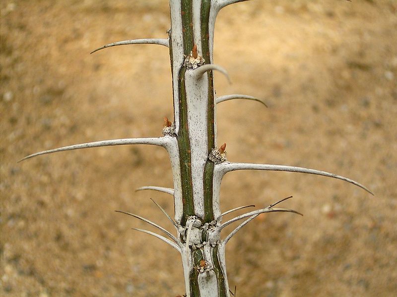 File:Fouquieria splendens 01 ies.jpg