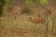 Four-horned antelope prefer habitats with dense undergrowth and tall grasses. Four-horned Antelope.jpg