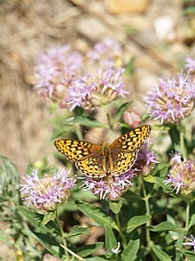 Fritillary great basin 01.JPG