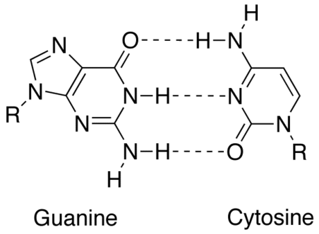 Complementariedad (biología molecular)