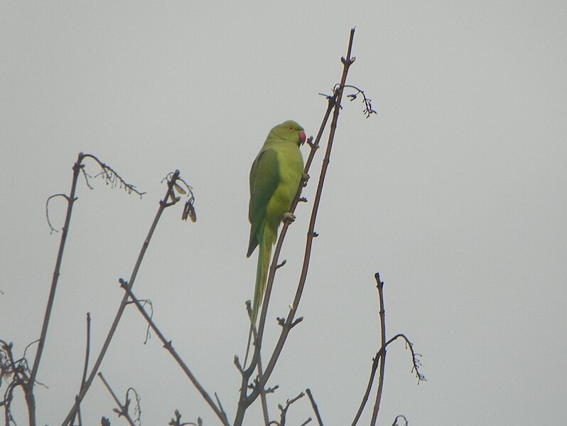 File:GOC Kew to Osterley 109 Ring-necked Parakeet (Psittacula krameri).jpg