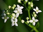 Galium harcynicum dettaglio.jpeg