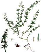Galium tricornutum - Flora batava 1893.png
