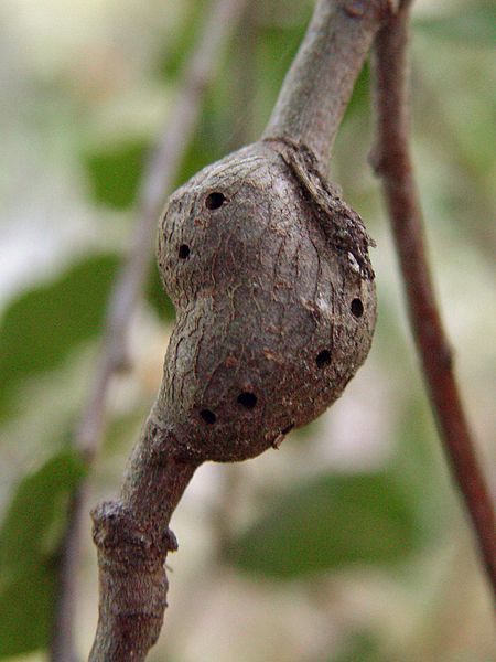 File:Gall on Canyon live oak (2059857253).jpg