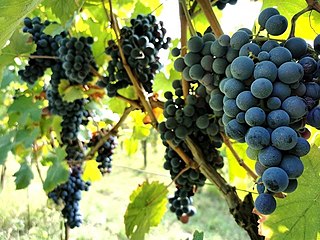 Gamba di Pernice Red Italian wine grape variety