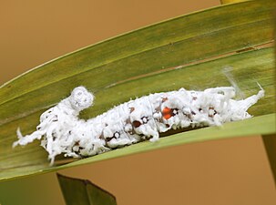 Gangara thyrsis caterpillar final instar.JPG