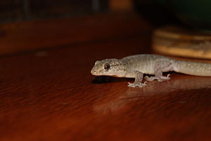 Gekkonidae (Atherton Tablelands) .JPG