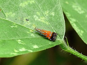 Helcystogramma sp.