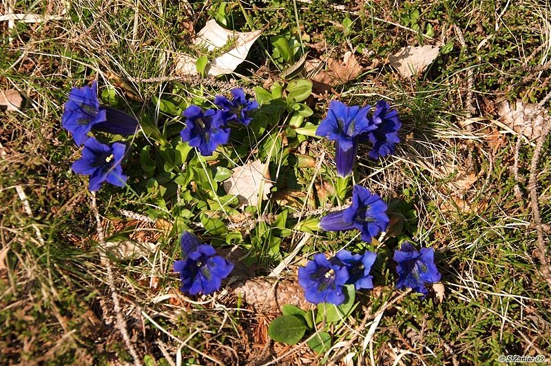 File:Gentiana Lutea.jpg