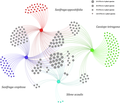 Gephi network demonstrating shared endophytic fungal OTUs among four Arctic plant species.png