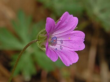 Close-up of a flower of Geranium columbinum Geraniaceae - Geranium columbinum-2.JPG