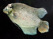 Giant gourami is often raised in cages in central Thailand. Giant.gourami.arp.jpg